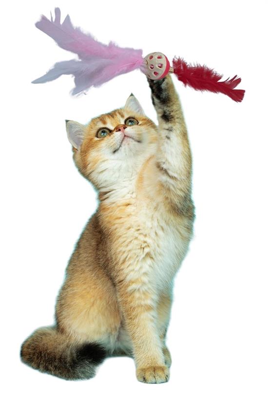 Fluffy Tassel Cat Toy Colorful Cute Pet Toy (5563) #5