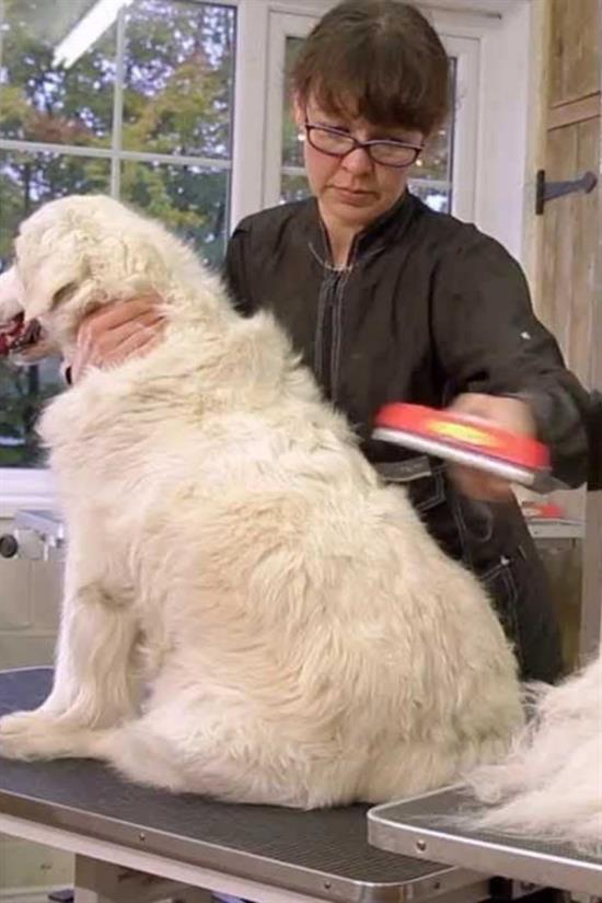 Fellentferner für langhaarige Hunde über 23 kg, ergonomischer Kamm (5563) #5