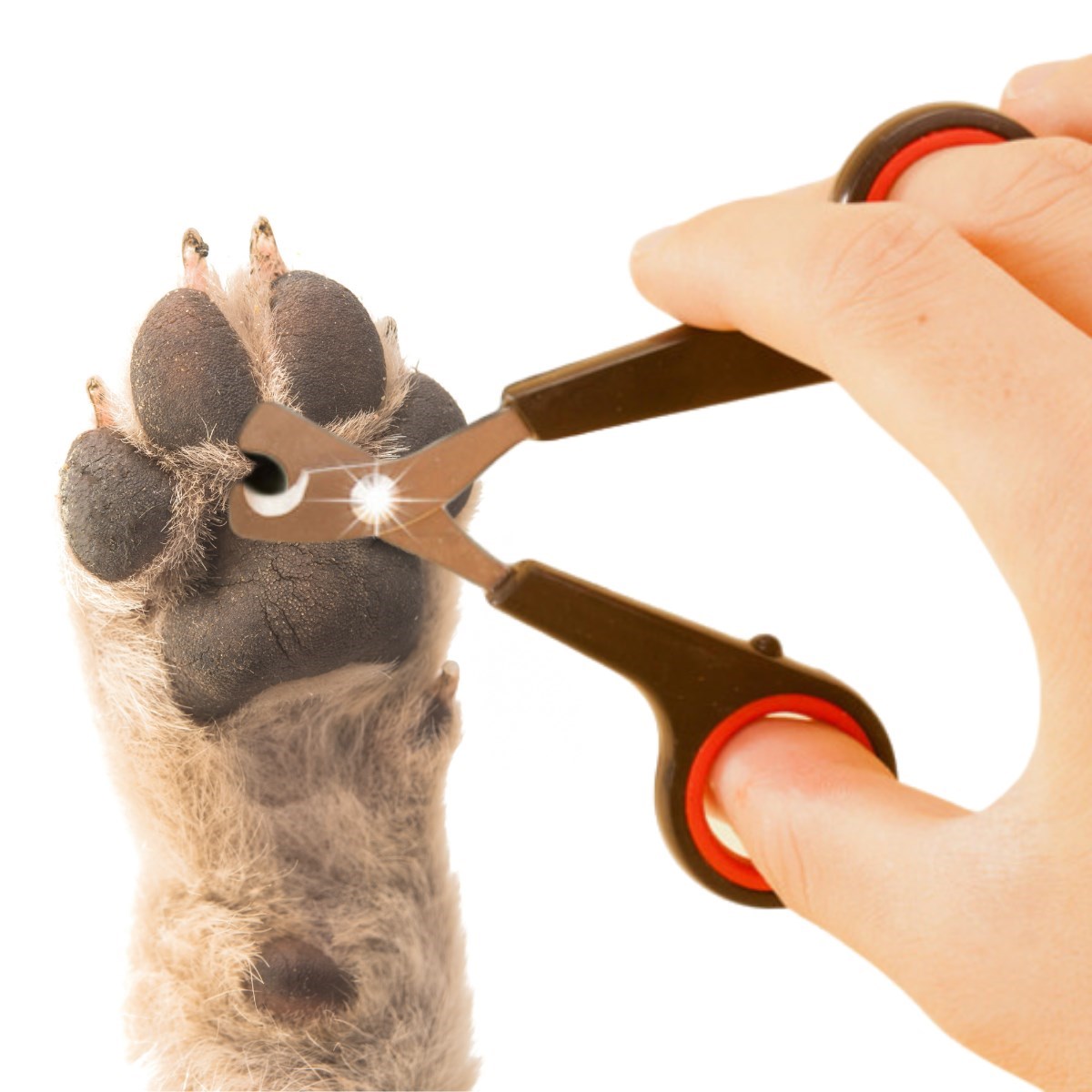 Evcil Hayvan Tırnak Makası Ve Törpü Seti Manikür Pedikür Pati Bakım Aleti Kaymaz Sap (5563) #3