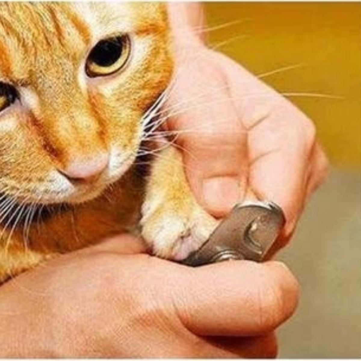 Evcil Hayvan Tırnak Makası Ve Törpü Seti Manikür Pedikür Pati Bakım Aleti Kaymaz Sap (5563) #4