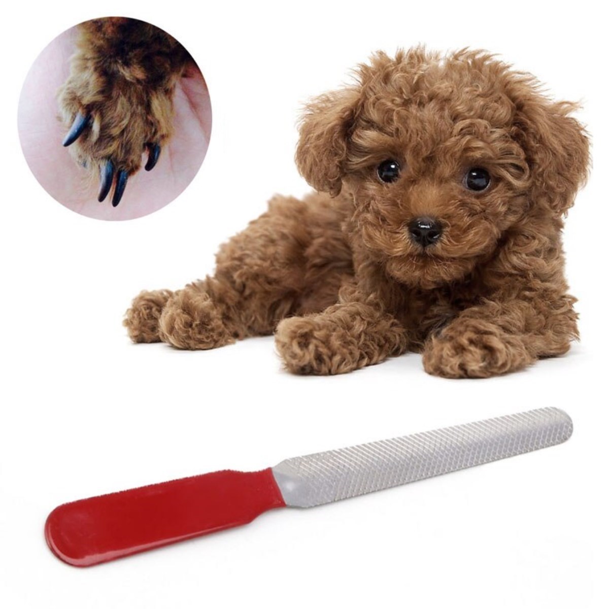 Evcil Hayvan Tırnak Makası Ve Törpü Seti Manikür Pedikür Pati Bakım Aleti Kaymaz Sap (5563) #5